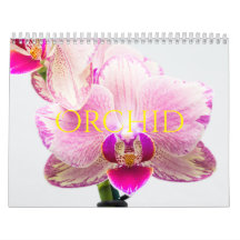 Orchidee