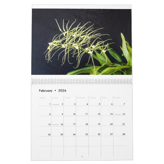 Orchidee Kalender (Feb 2026)