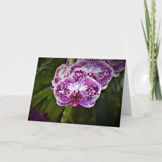 Orchidee, Karte (Vorderseite)