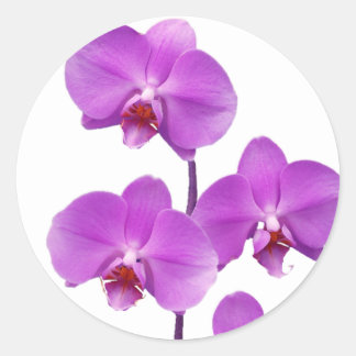 Orchidee lila rev2 600 runder aufkleber