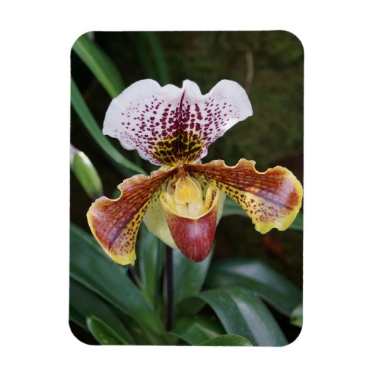 Orchidee Magnet (Vertikal)