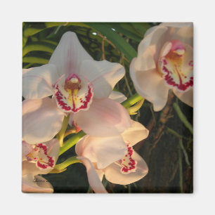Orchidee Magnet