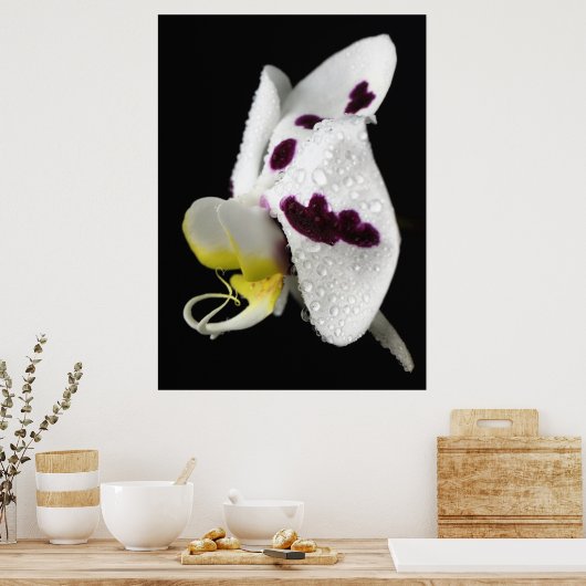 Orchidee mit Wassertropfen Poster (Küche)