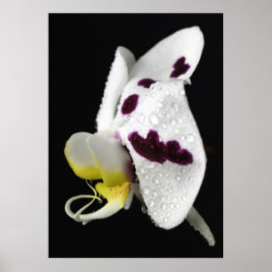 Orchidee mit Wassertropfen Poster