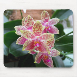 Orchidee Mousepad