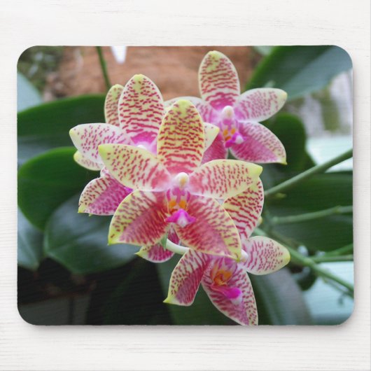 Orchidee Mousepad (Vorne)