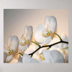Orchidee Phalae Sogo Kunst-Druck -24x20 - oder Poster