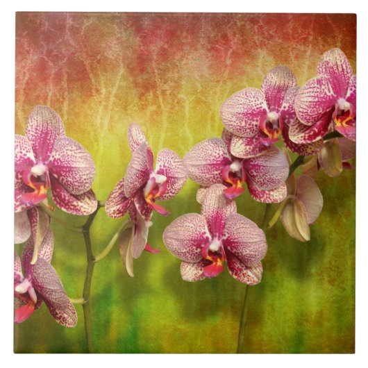 Orchidee - Phalaenopsis - einfach eine Freude Fliese (Vorderseite)