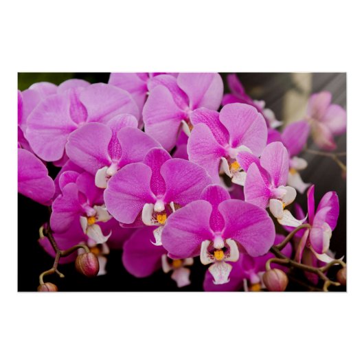 Orchidee - Phalaenopsis - Rosa gekitzelt Poster (Vorderseite)
