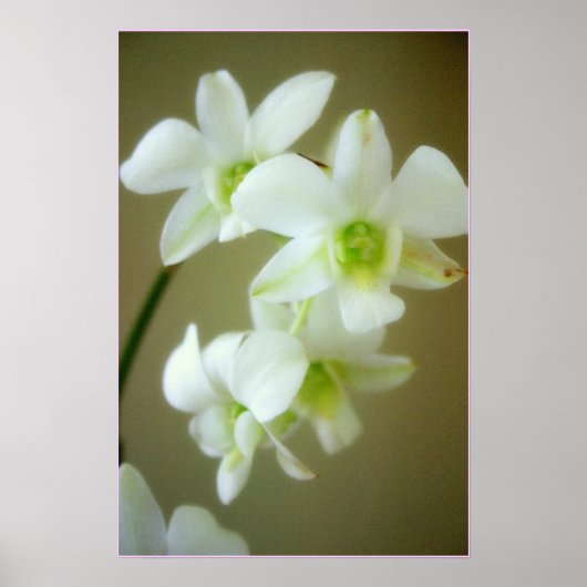 Orchidee Poster (Vorne)