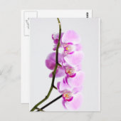 Orchidee Postkarte (Vorne/Hinten)