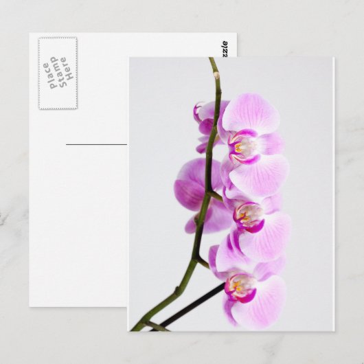 Orchidee Postkarte (Vorne/Hinten)