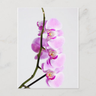 Orchidee Postkarte