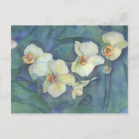 Orchidee