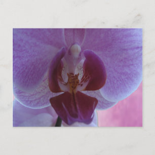 Orchidee Postkarte