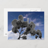 Orchidee Postkarte (Vorne/Hinten)
