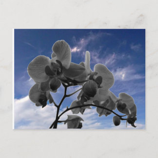 Orchidee Postkarte