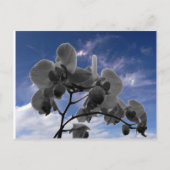Orchidee Postkarte (Vorderseite)