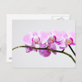 Orchidee Postkarte (Vorne/Hinten)