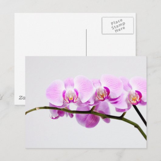 Orchidee Postkarte (Vorne/Hinten)
