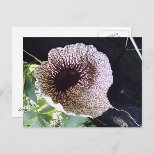 Orchidee Postkarte (Vorne/Hinten)