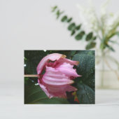 Orchidee-Rose (Rosa Orchid) - Martinique, FWI Postkarte (Stehend Vorderseite)