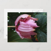 Orchidee-Rose (Rosa Orchid) - Martinique, FWI Postkarte (Vorne/Hinten)