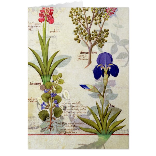 Orchidee u. Fumitory oder Herz-Hedera u. Iris (Vorne)