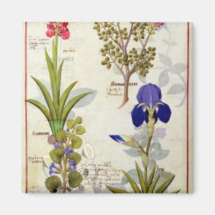 Orchidee u. Fumitory oder Herz-Hedera u. Iris Magnet