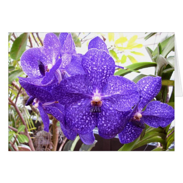 Orchidee Vandas Pachara (Vorderseite (Horizontal))