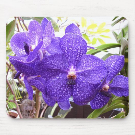 Orchidee Vandas Pachara Mousepad (Vorne)