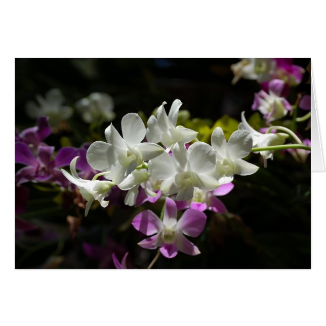 Orchideen (Vorderseite (Horizontal))
