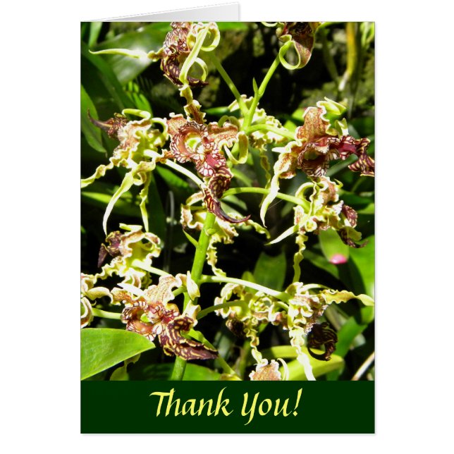 Orchideen (Vorne)