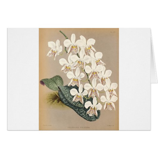 Orchideen (Vorderseite (Horizontal))