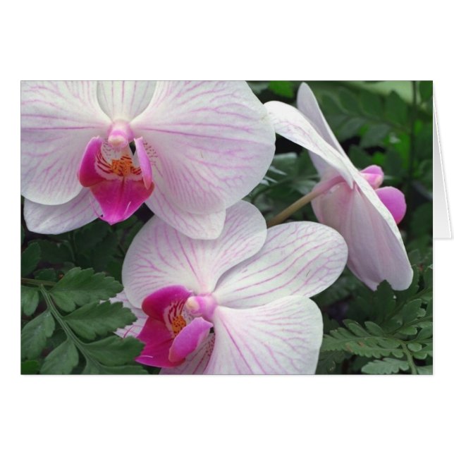 Orchideen (Vorderseite (Horizontal))