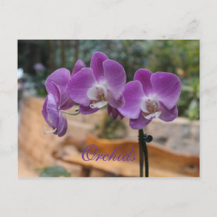Orchideen # 11 postkarte