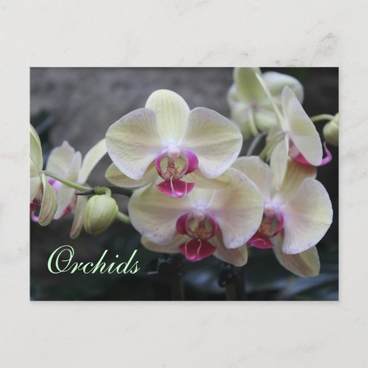 Orchideen # 15 postkarte (Vorderseite)