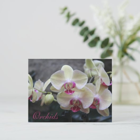 Orchideen # 17 postkarte (Stehend Vorderseite)