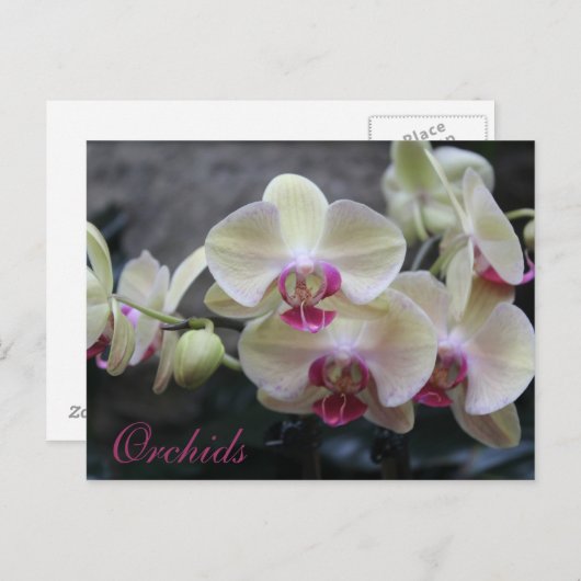 Orchideen # 17 postkarte (Vorne/Hinten)
