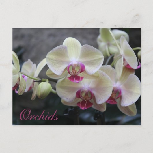 Orchideen # 17 postkarte (Vorderseite)
