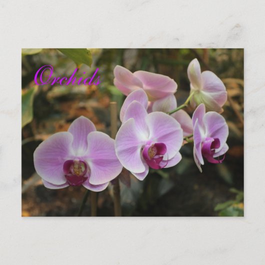 Orchideen # 21 postkarte (Vorderseite)