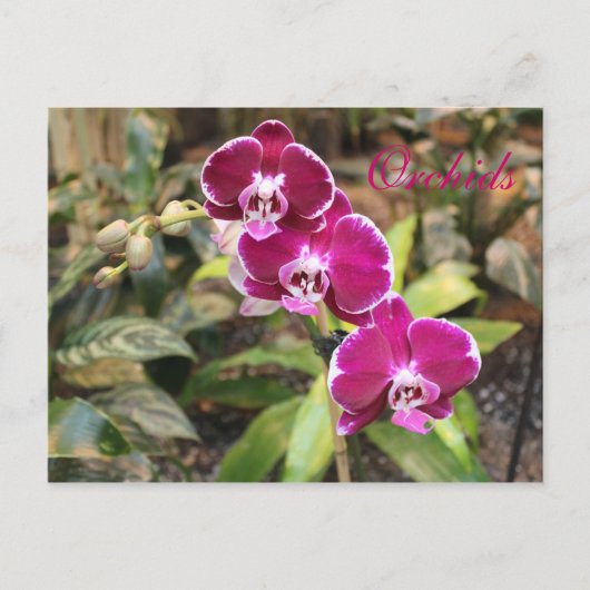 Orchideen # 23 postkarte (Vorderseite)