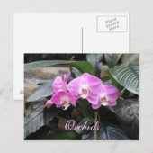 Orchideen # 25 postkarte (Vorne/Hinten)