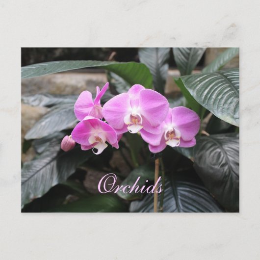 Orchideen # 25 postkarte (Vorderseite)