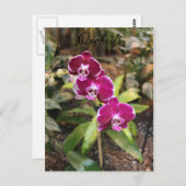 Orchideen # 26 postkarte (Vorne/Hinten)