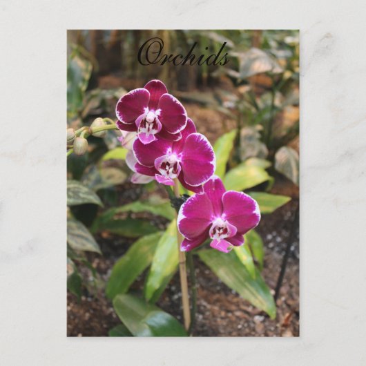 Orchideen # 26 postkarte (Vorderseite)