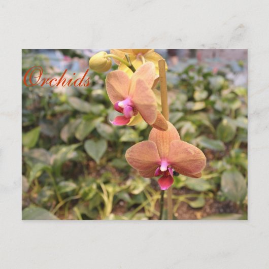 Orchideen # 4 postkarte (Vorderseite)
