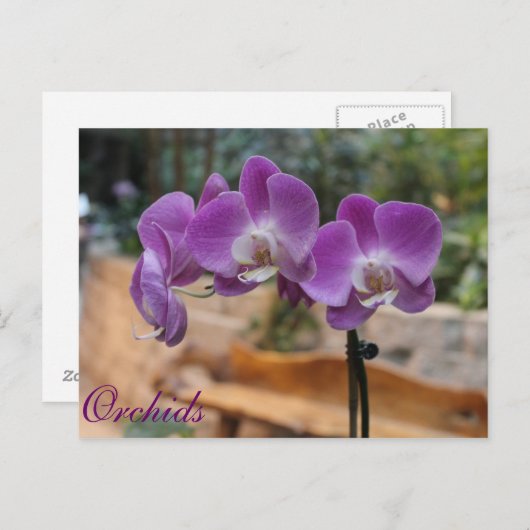Orchideen # 9 postkarte (Vorne/Hinten)