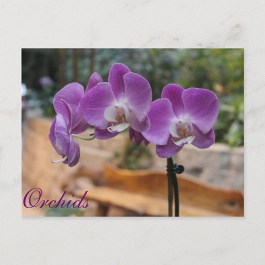 Orchideen # 9 postkarte (Vorderseite)
