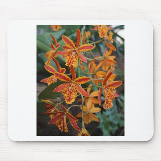 Orchideen an den botanischen Gärten Mousepad (Vorne)
